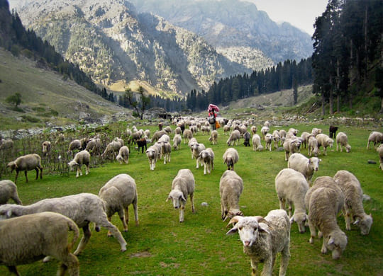 Nagtibba Trek