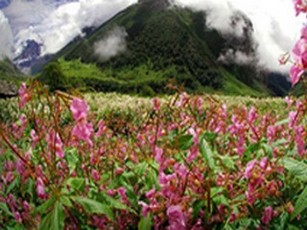 Valley of Flower